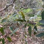 Eucalyptus botryoides Лист