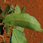 Julbernardia seretii Hoja