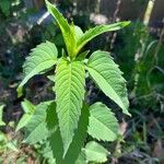 Monarda fistulosaLapas