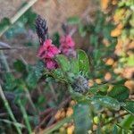 Indigofera volkensii Flors