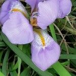 Iris unguicularisᱵᱟᱦᱟ