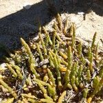 Salicornia procumbens Листок