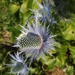 Eryngium alpinum Flower