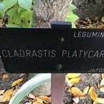 Cladrastis platycarpa Kôra
