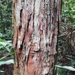 Coelocaryon preussii Corteza