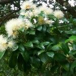 Syzygium paniculatum Flor
