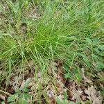 Carex remota 整株植物