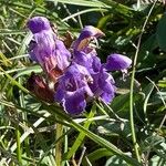 Prunella grandifloraFlower