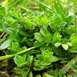 Veronica arvensis Feuille