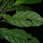 Sloanea guianensis 叶