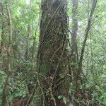 Nectandra hihua Habit