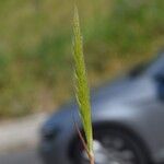 Gastridium phleoides Habit