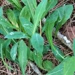 Sonchus bulbosus Likasa