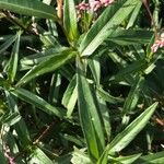 Persicaria decipiens 叶