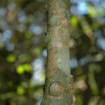 Ardisia pauciflora Bark