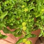 Lantana canescens Цвят