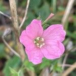 Geranium endressii 花