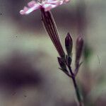 Silene fruticosa Цветок