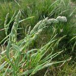 Dactylis glomerata Flor