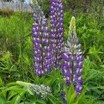 Lupinus polyphyllusÕis