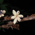 Piptostigma mortehanii Vrucht