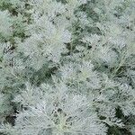 Artemisia absinthium 形態