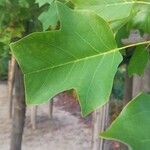 Liriodendron chinenseपत्ता