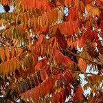 Rhus glabra Hoja