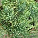 Dudleya edulis Hoja