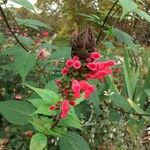 Salvia oxyphora Flor