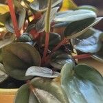 Peperomia albovittata Ліст