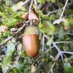 Quercus coccifera Fruit