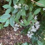 Deutzia crenata पत्ता