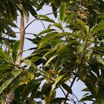 Sapium glandulosum Leaf