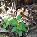 Ludwigia octovalvisHostoa