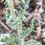 Glebionis coronaria Leaf