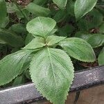 Plectranthus ecklonii Leaf