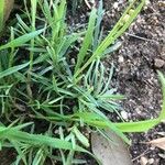 Dianthus plumarius Fuelha