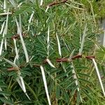 Vachellia seyal Folha