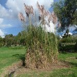 Cortaderia speciosa Habit