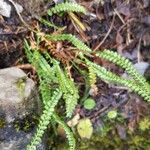 Asplenium viride Leaf