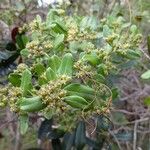 Cloezia floribunda Συνήθη χαρακτηριστικά