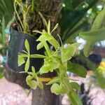 Epidendrum difforme Kwiat