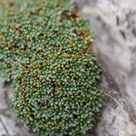 Saxifraga squarrosa Leaf