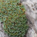 Saxifraga squarrosa Blad