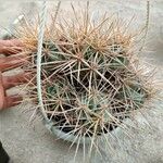 Sclerocactus parviflorus Leaf