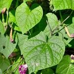 Ipomoea purpurea Blad