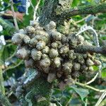 Anredera cordifolia Bark