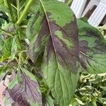 Amaranthus tortuosus Blatt