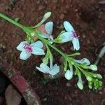 Pseuderanthemum maculatum Virág